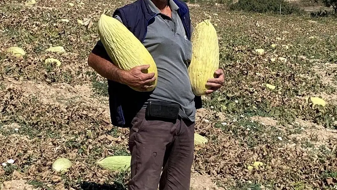 Emet'tin Göncek Kavunu organik tarım bünyesine kazandırılacak