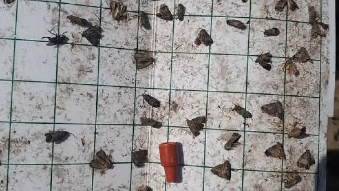 Manisa'da meyve üreticilerine 'iç kurdu' uyarısı