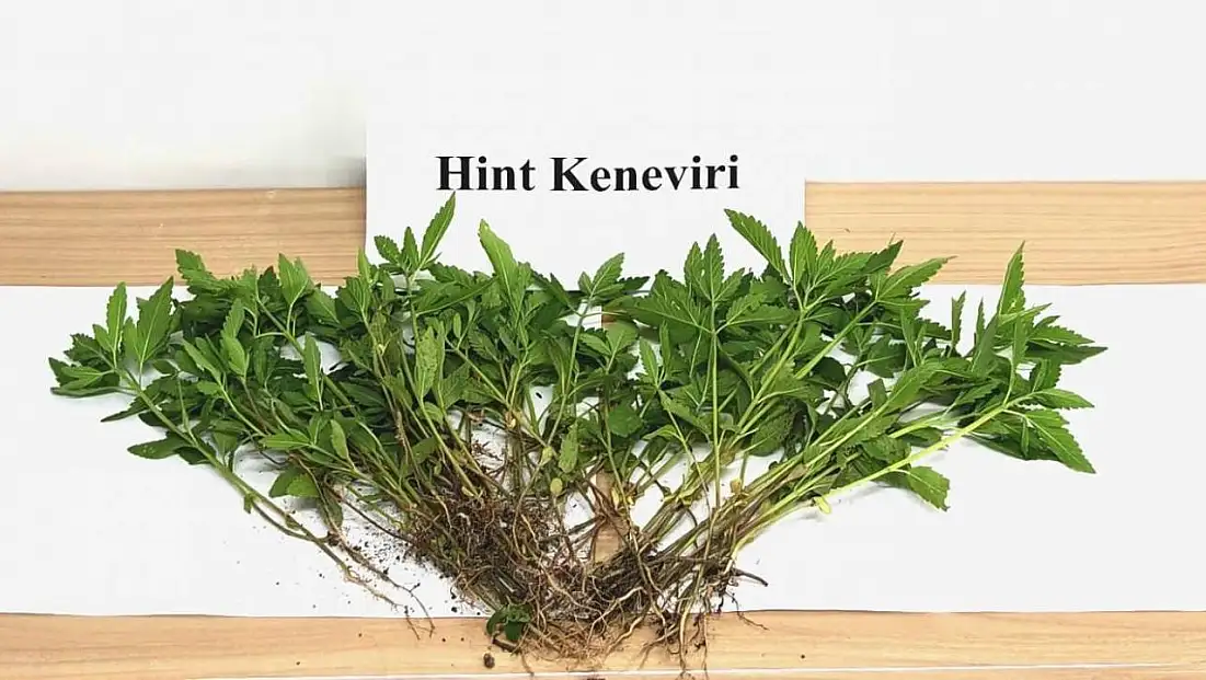 Sebze yetiştirir gibi kenevir yetiştirdi