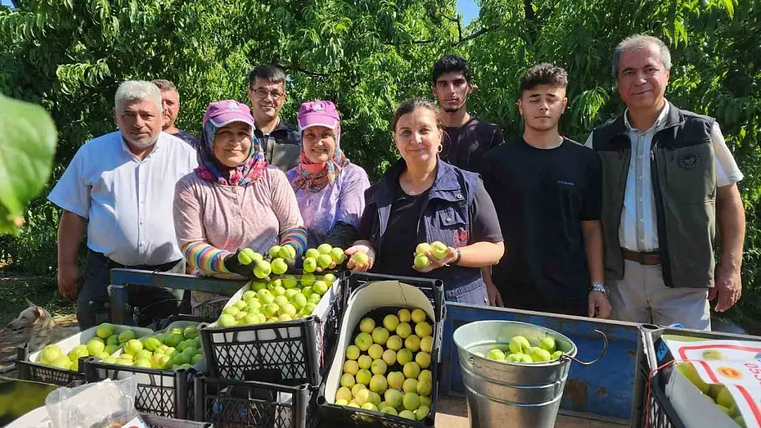 'Bayramiç beyazı'nda 20 bin ton üretim bekleniyor