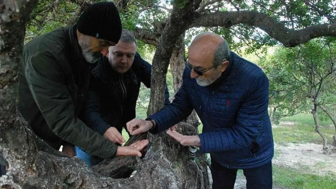 'Çeşme sakızı, ağızda sakız olmasın'