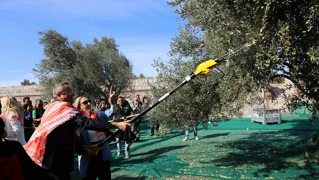 19. Ayvalık Uluslararası Zeytin Hasat Festivali'nde ilk hasat Barbun'un Çiftliği'nde gerçekleşti