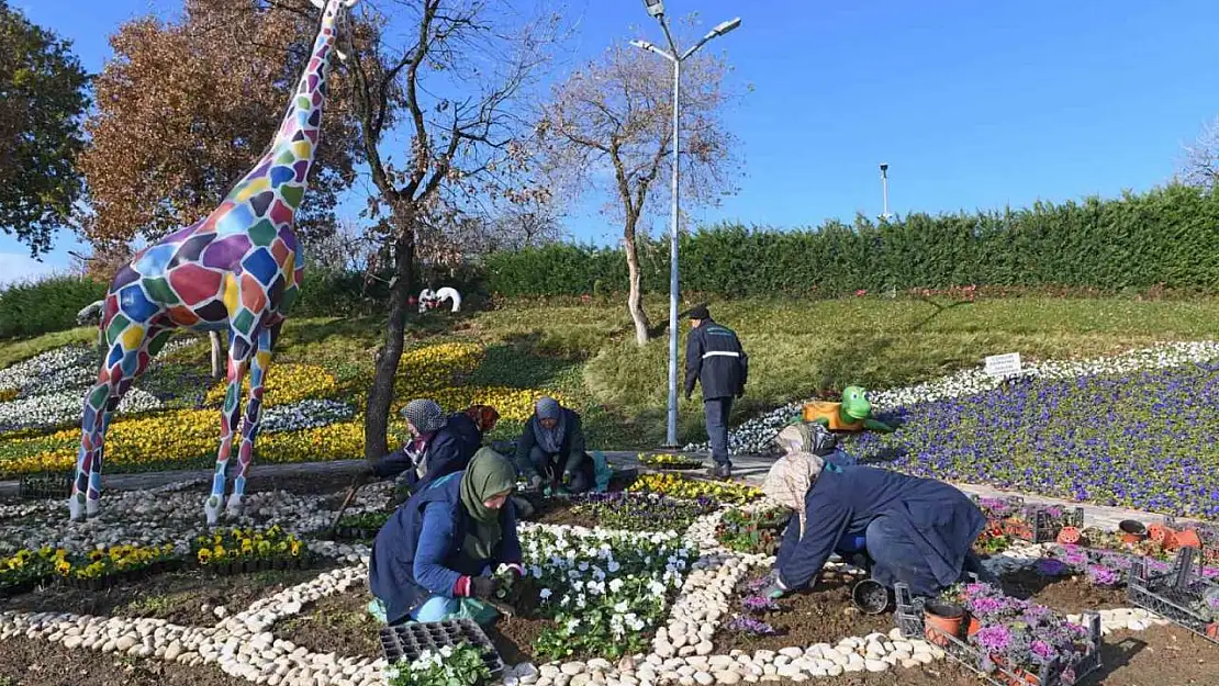 300 bin kış çiçeği toprakla buluşuyor