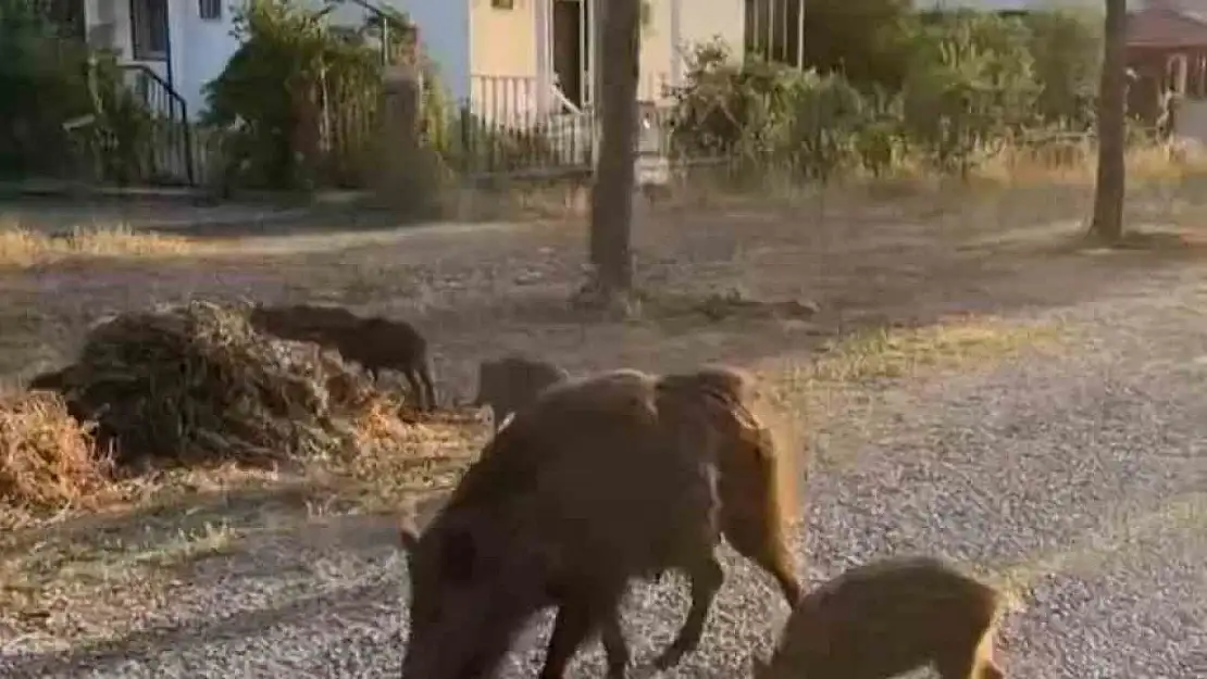 Aç kalan domuzları kurabiye ile besledi