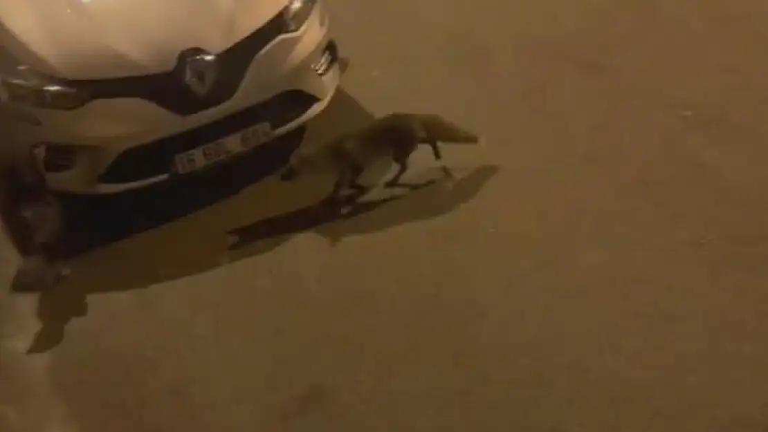 Aç kalan tilki, başı boş gezen hindiyi sıkıştırdı