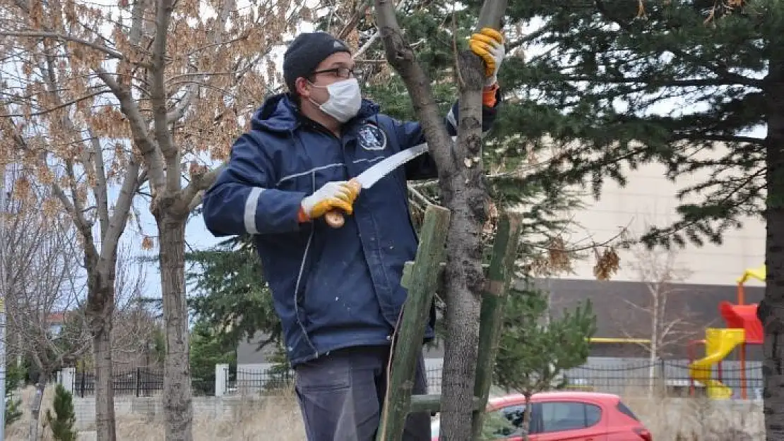Ağaçlar budanıyor