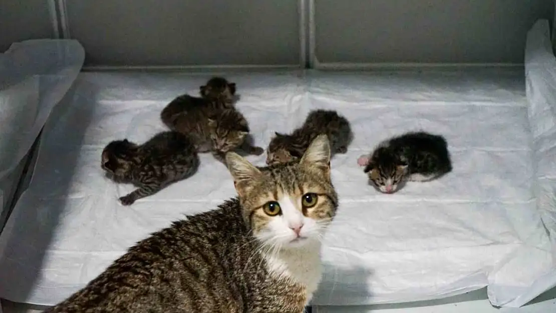 Akıllı kedi doğum için veterinere geldi