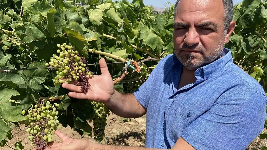 Alaşehir'de aşırı sıcaklar üzüm tanelerini  yaktı