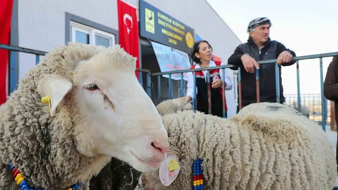 Aliağa Belediyesinden üreticilere koç desteği