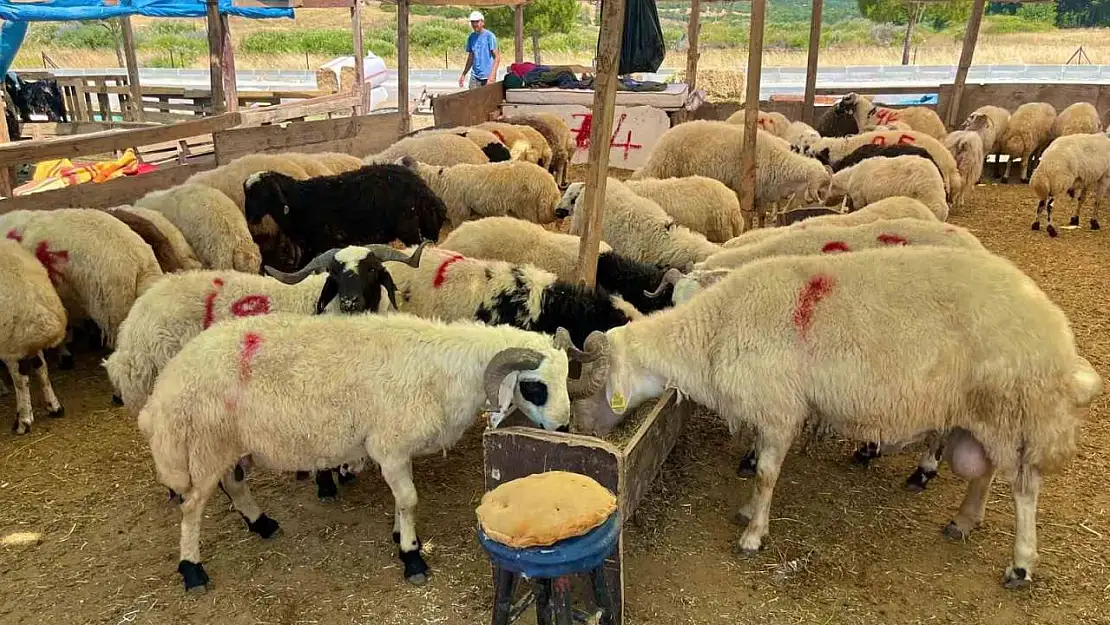 Aliağa'da kurbanlık kesim fiyatları açıklandı