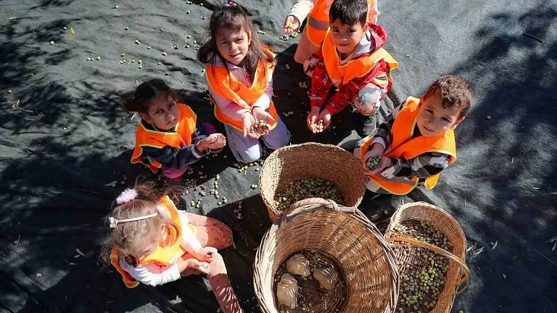 Aliağalı minik öğrenciler Şakran'da zeytin hasadı yaptı