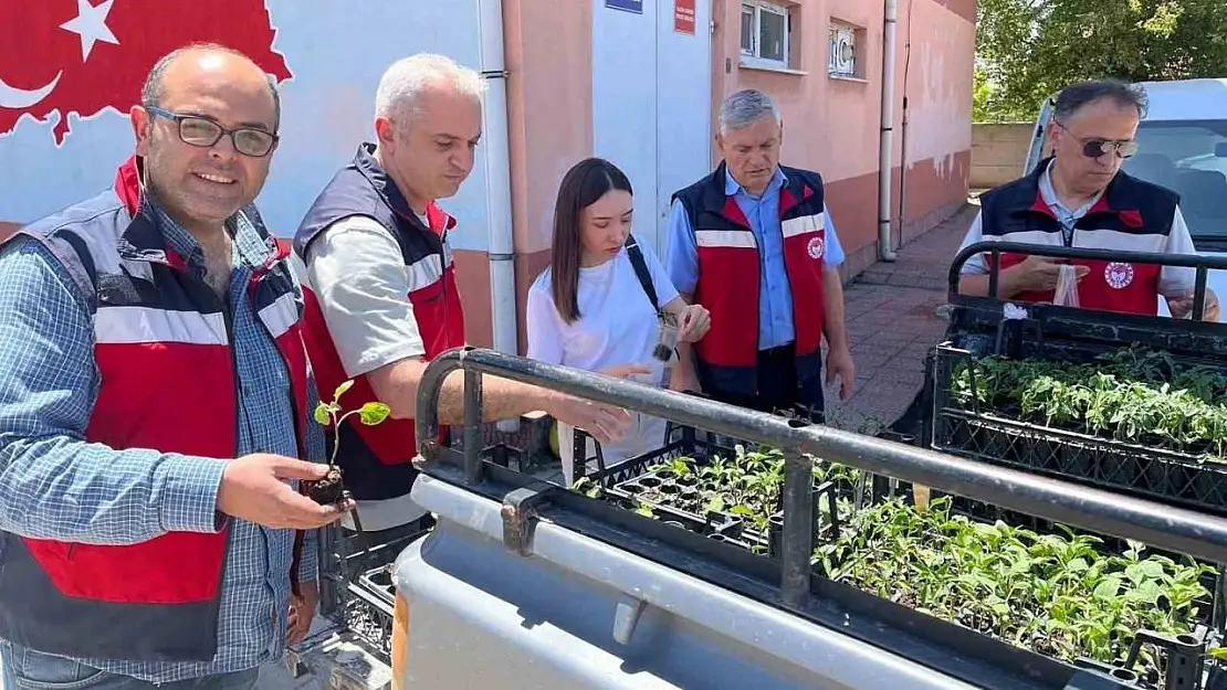 Altıntaş'ta ilkokul öğrencilerine sebze fidesi dağıtıldı