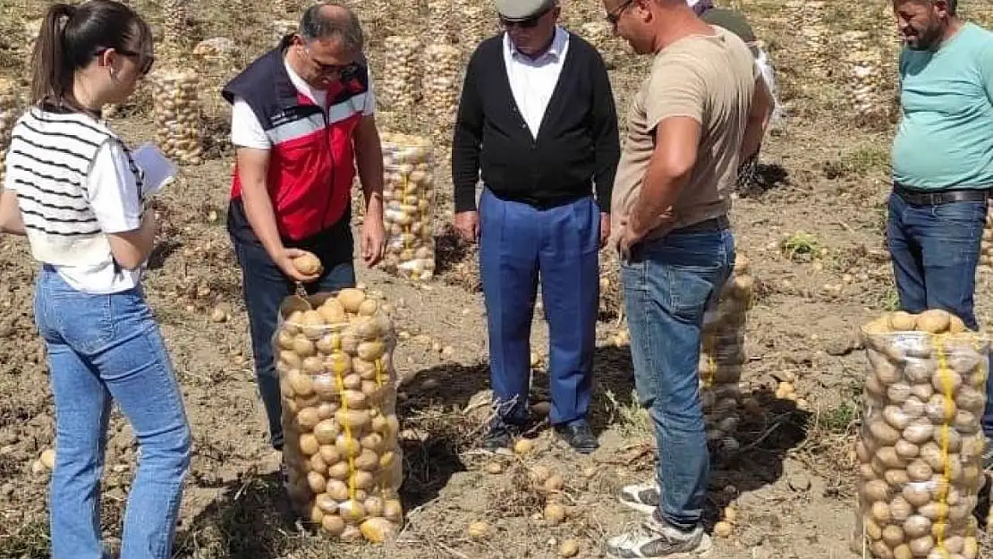 Altıntaş'ta patates ekiliş ve hasat kontrolleri