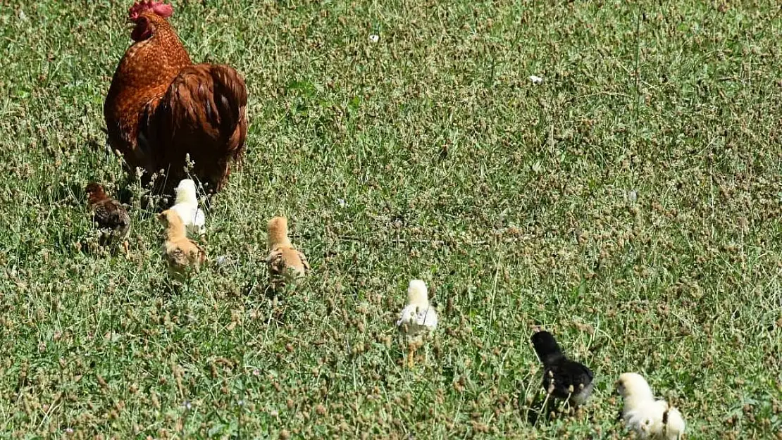 Annesi köpekler tarafından telef edilen civcivlere horoz annelik yapıyor