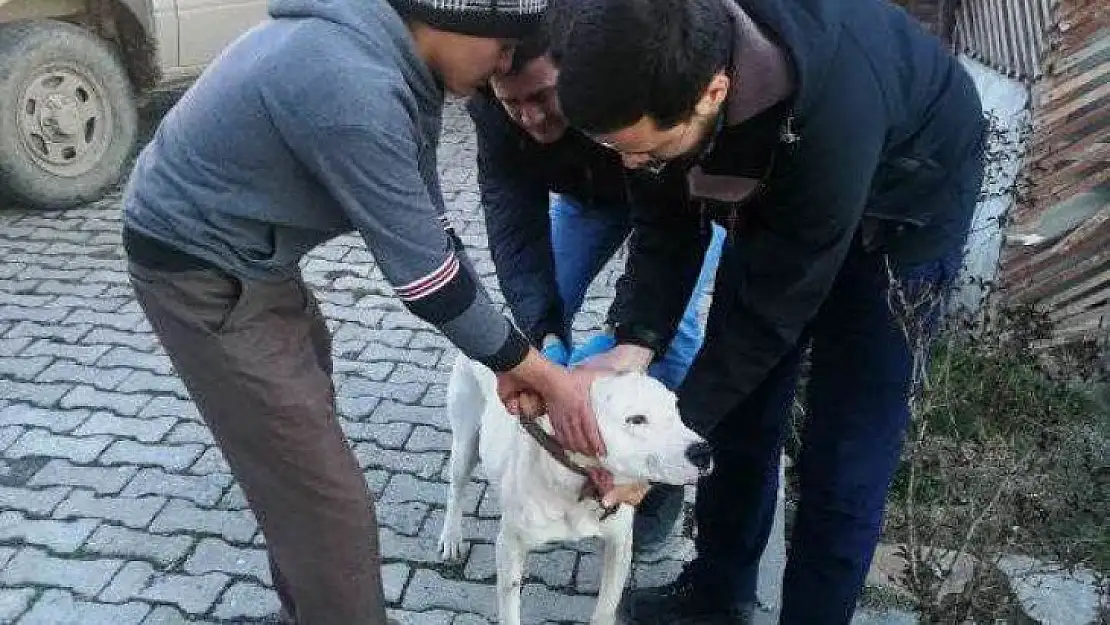 Aslanapa'da  'Yasaklı ırk' köpekler kayıt altına alınıyor