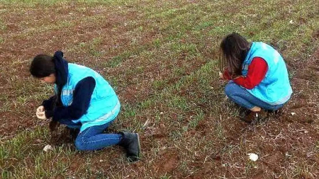 Aslanapa'da ekili alalarda fonolojik gözlem çalışmaları