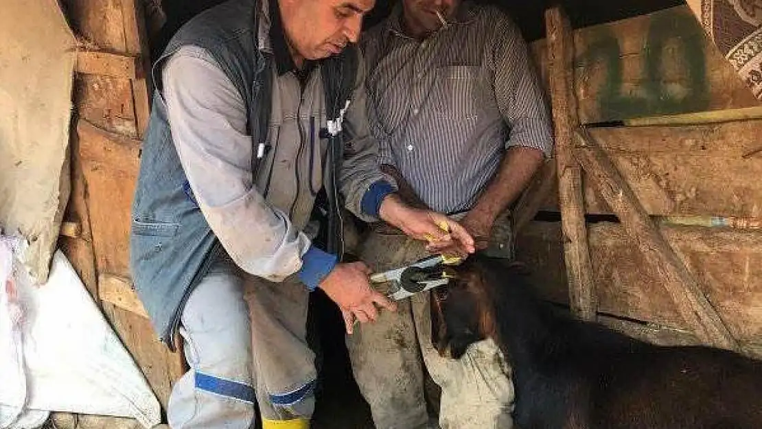 Aslanapa'da küçükbaş hayvanlarda küpeleme ve aşılama çalışması