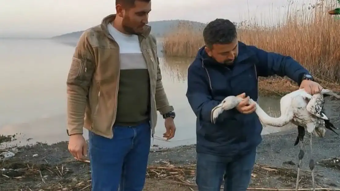 Ayağı kırılan flamingoyu kurtardılar