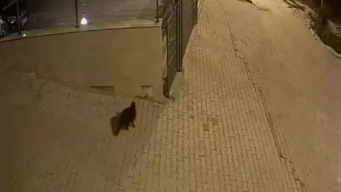 Ayakkabı hırsızı kedi çıktı