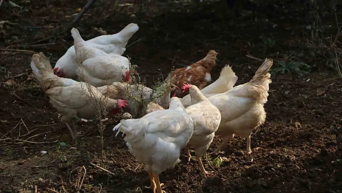 Aydın'da 'çıkma tavuk' uyarısı