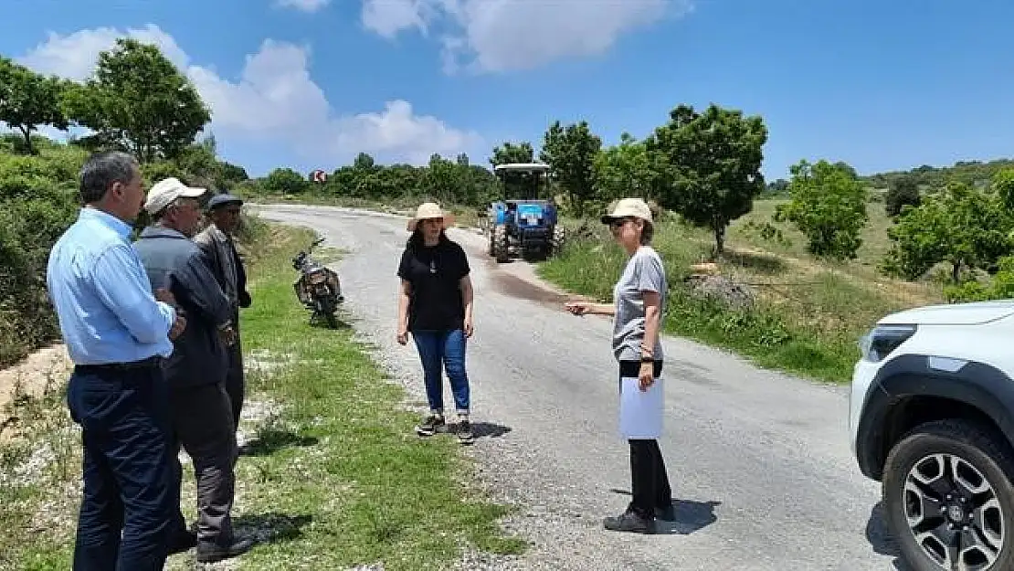 Aydın'da 'kestane gal arısı' ile mücadele çalışmaları sürüyor