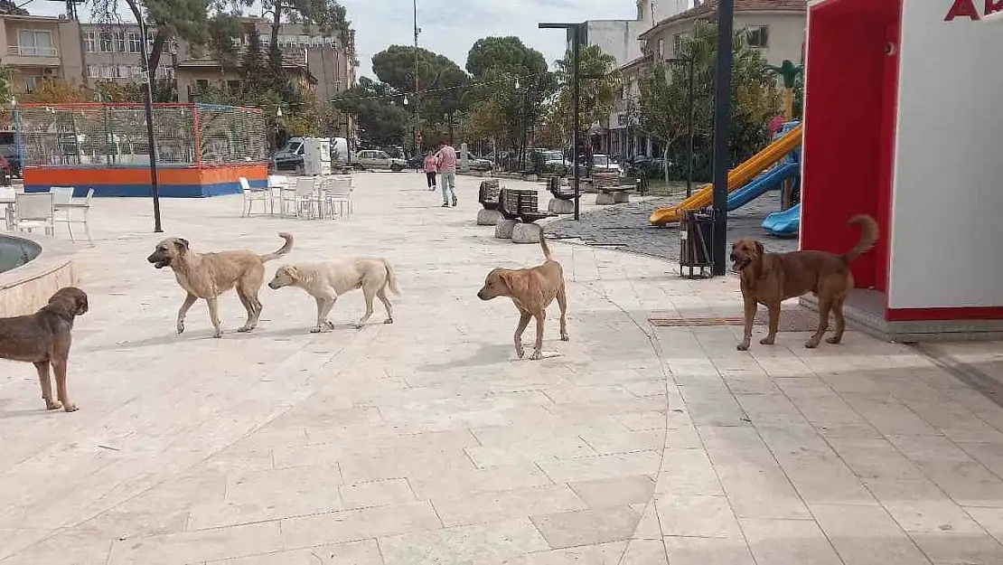 Aydın'da 'sokak köpekleri sorunu' büyüyor