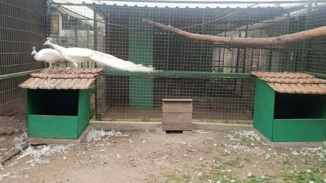 Aydın'da av ve yaban hayvanı özel üretim tesisi denetlendi