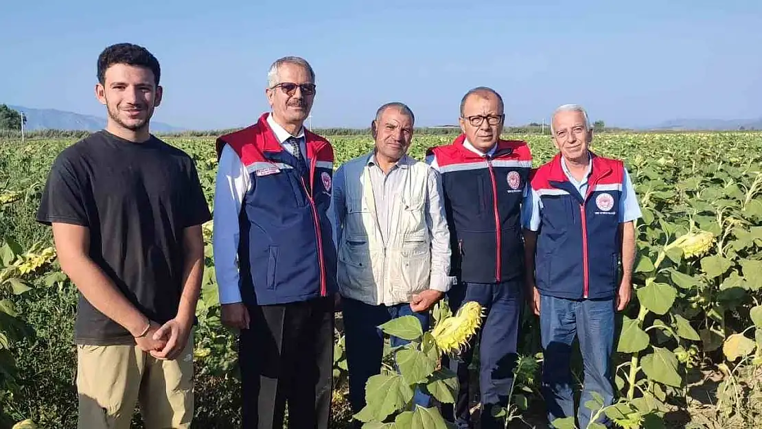 Aydın'da ayçiçeği hasadı öncesi üreticilere destek müjdesi