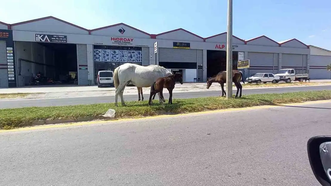 Aydın'da başıboş atlar tehlike saçıyor