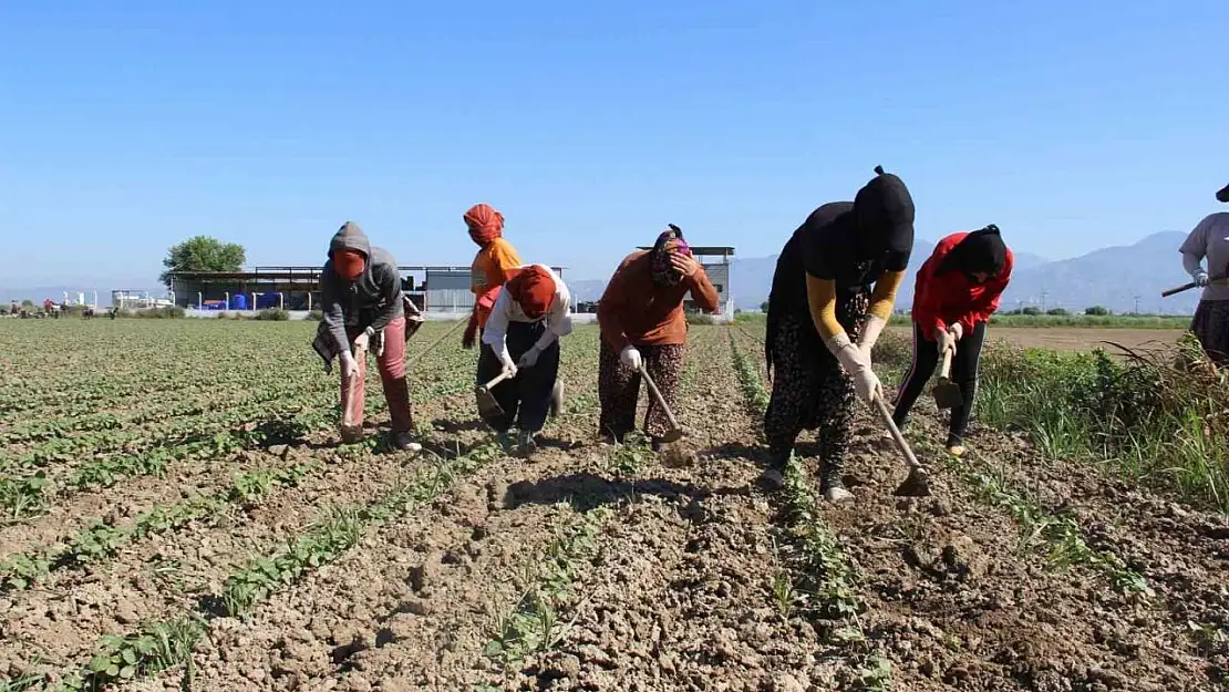 Aydın'da çapa sezonu başladı