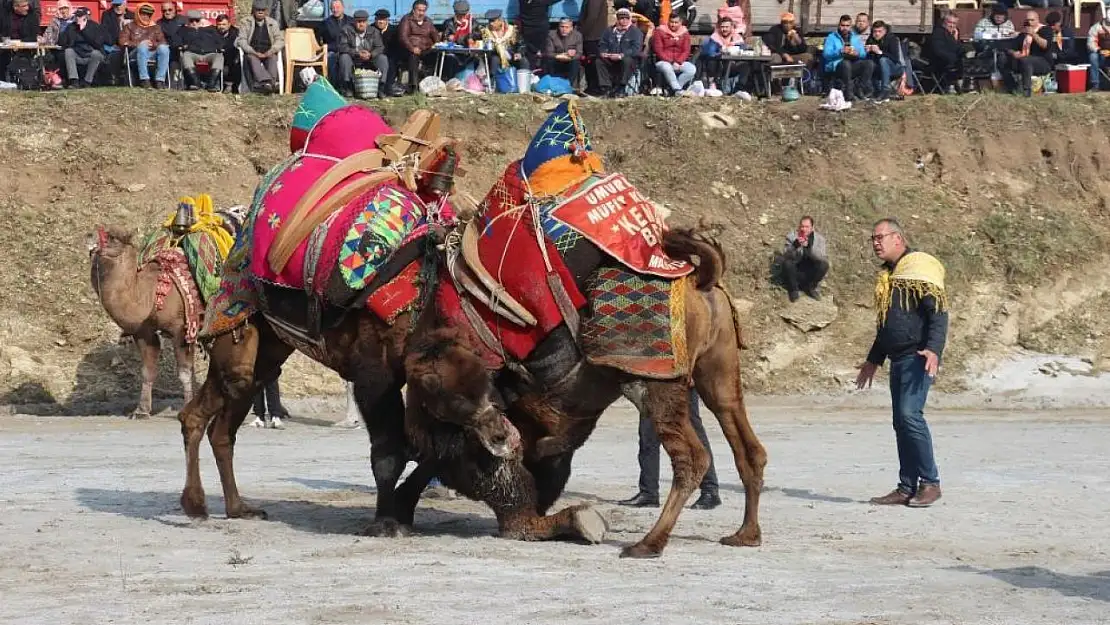 Aydın'da deve güreşi sezonu başlıyor