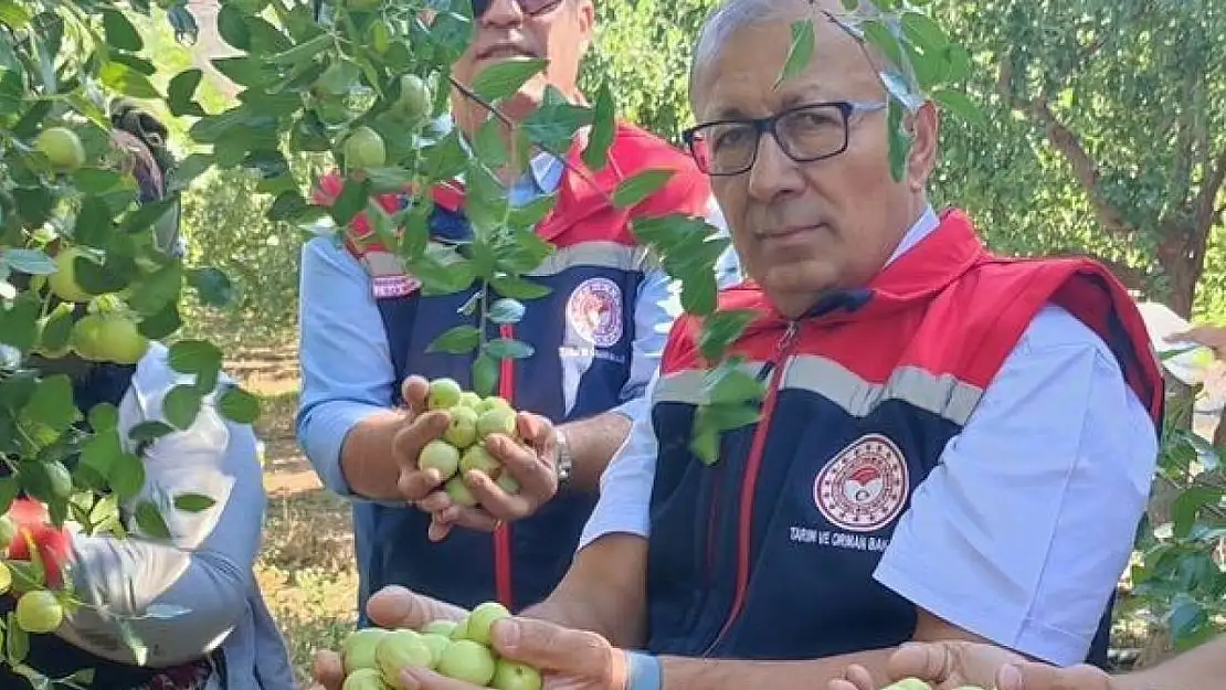 Aydın'da hünnap hasadı başladı