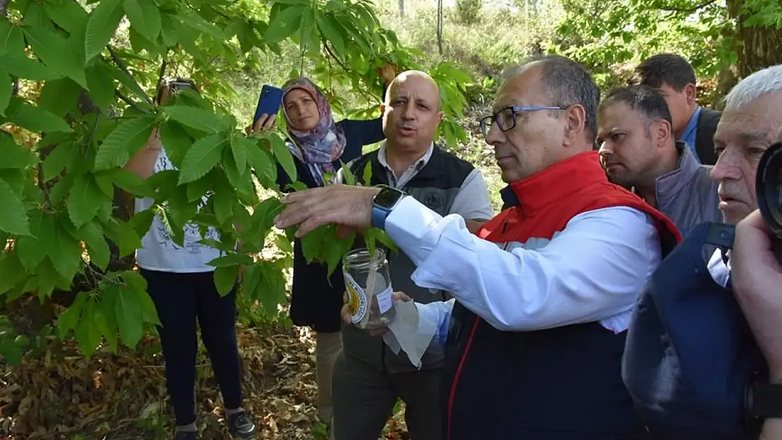 Aydın'da ilk kez denendi, kestane üreticisine umut oldu