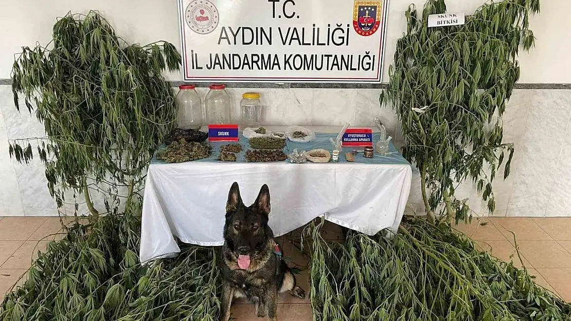 Aydın'da jandarma ekipleri uyuşturucuya geçit vermedi: 1 tutuklama