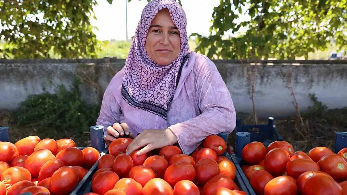 Aydın'da salça ve kışlık telaşı başladı