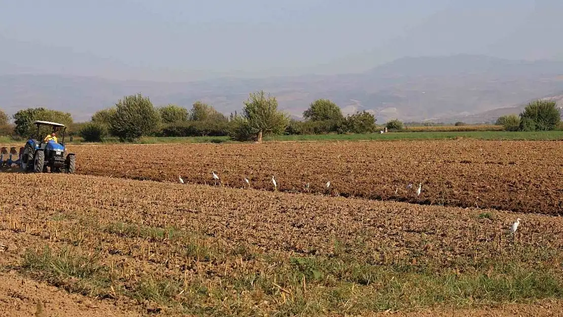 Aydın'da su kuşları, çiftçilerin tarladaki yoldaşı oluyor