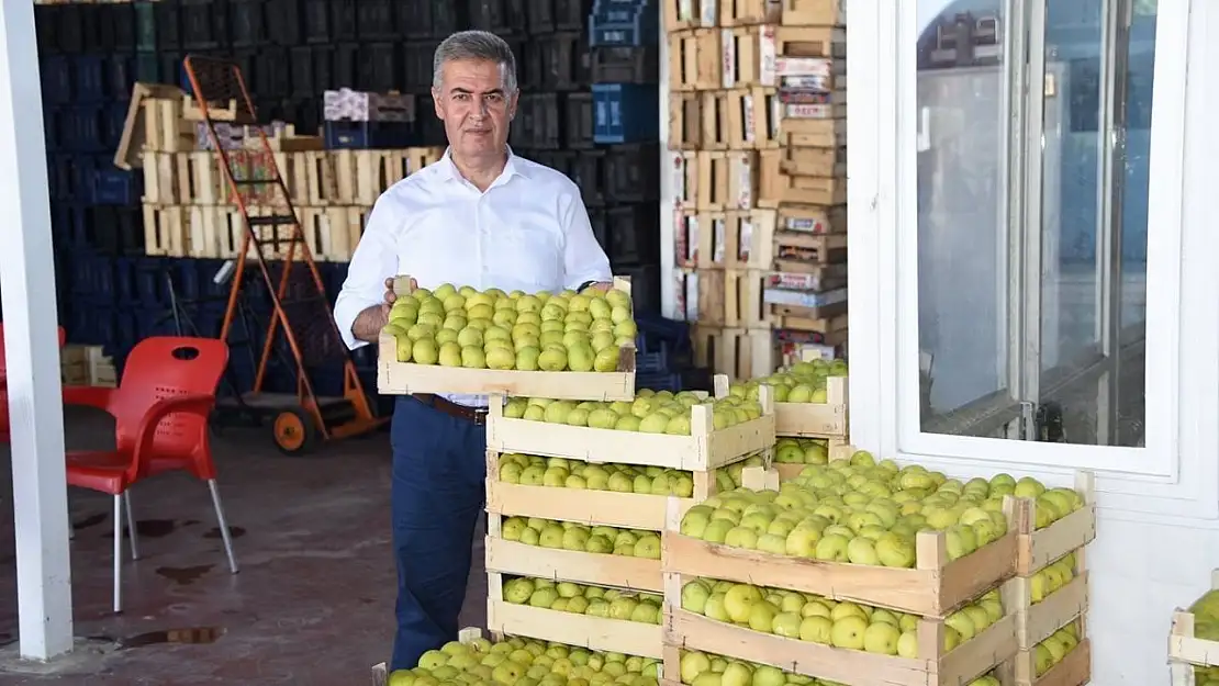 Aydın'da taze incirde hasat sezonu başladı