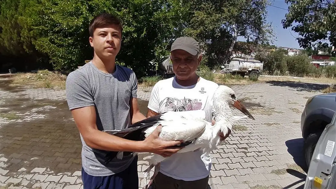 Aydın'da yavru leylekler ilk kanatlarını çırpmaya başladı