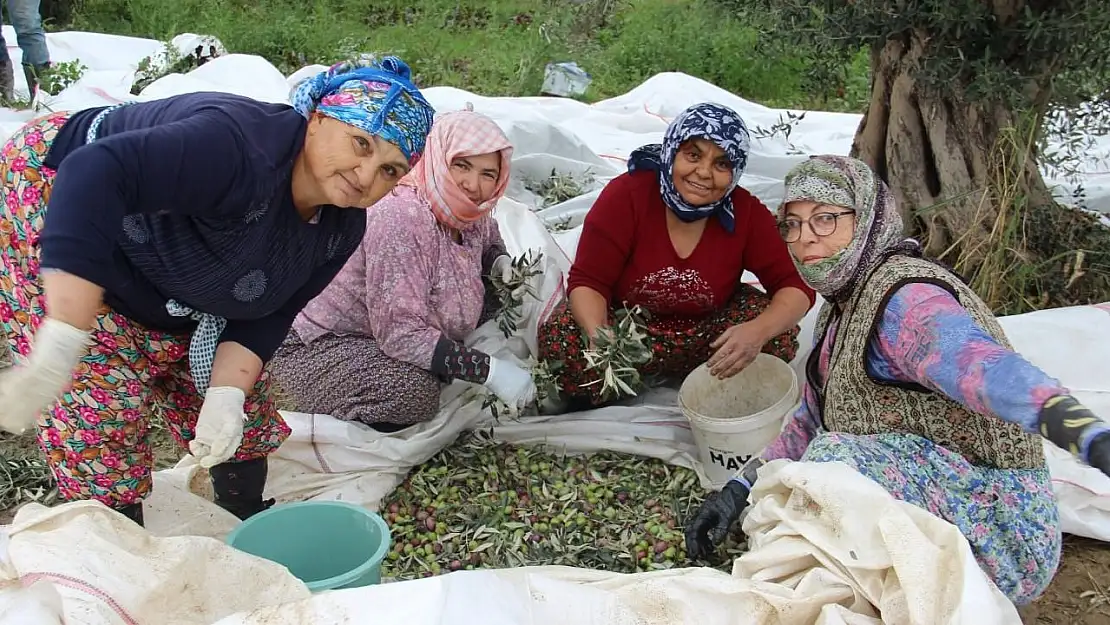 Aydın'da zeytin üreticisi zamanla yarışıyor