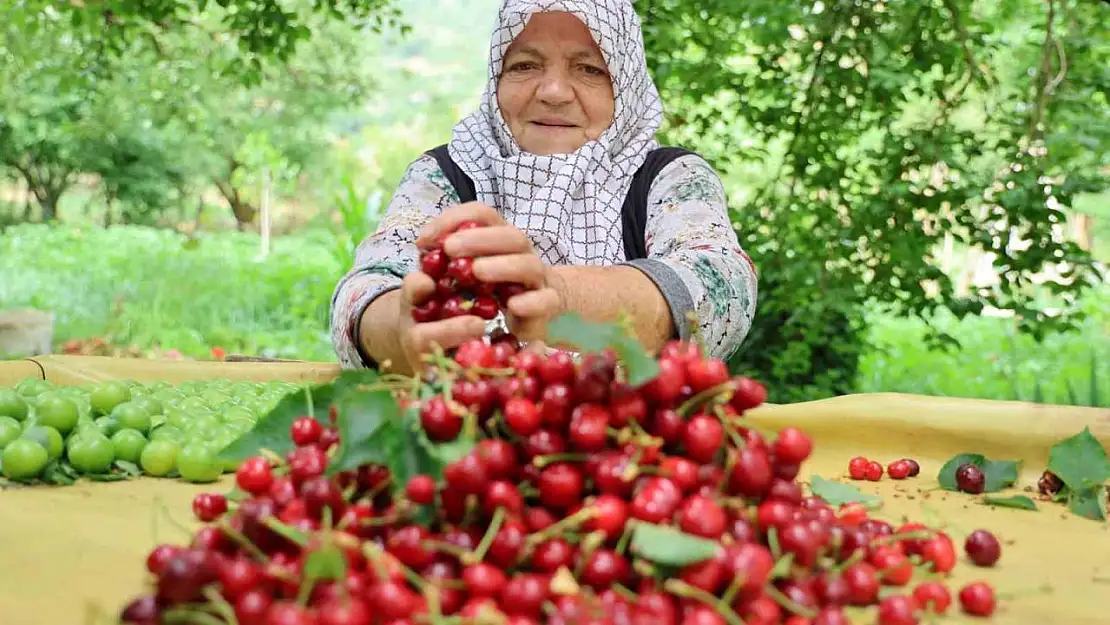 Aydın Dağları'nda erkenci kirazda hasat başladı