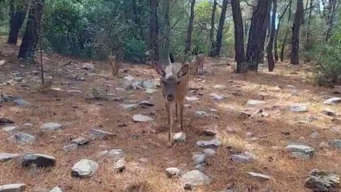 Aydın'daki yaban hayatı görüntülendi