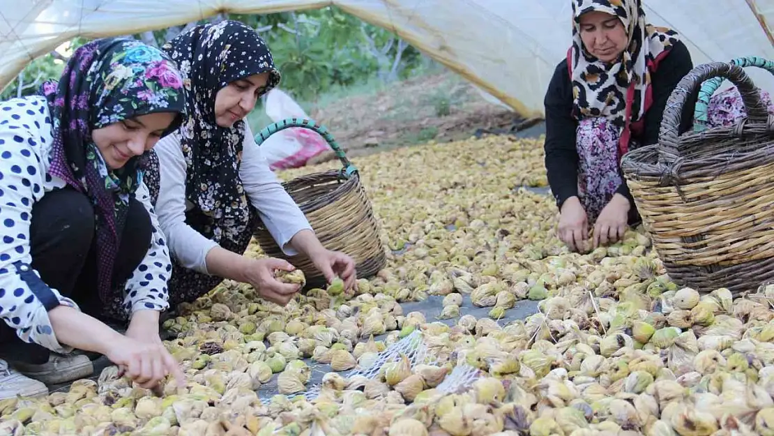 Aydın'ın altın meyvesi incirin bahçeden sofraya yolculuğu