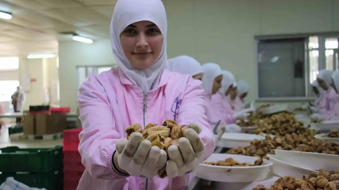 Aydın'ın kuru inciri 100'den fazla ülkede ağızları tatlandırıyor