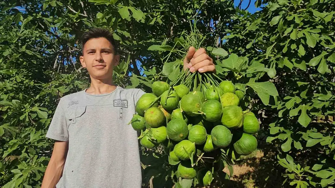 Aydın incirinde 'ilekleme' aralıksız sürüyor