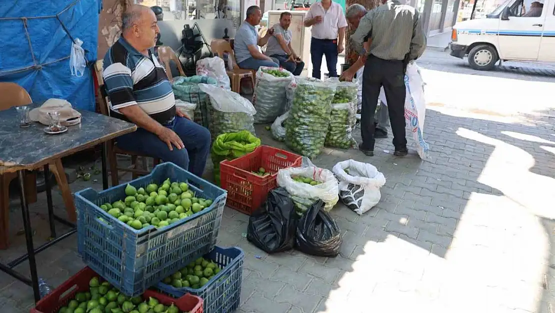 Aydın incirinde 'ilekleme' sezonu başladı