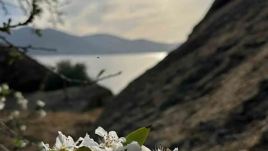 Aydın ve Muğla'da meyve ağaçları yeniden çiçek açtı