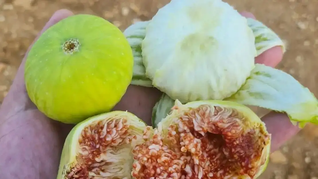 Aydınlı incir üreticileri sezona umutlu girdi