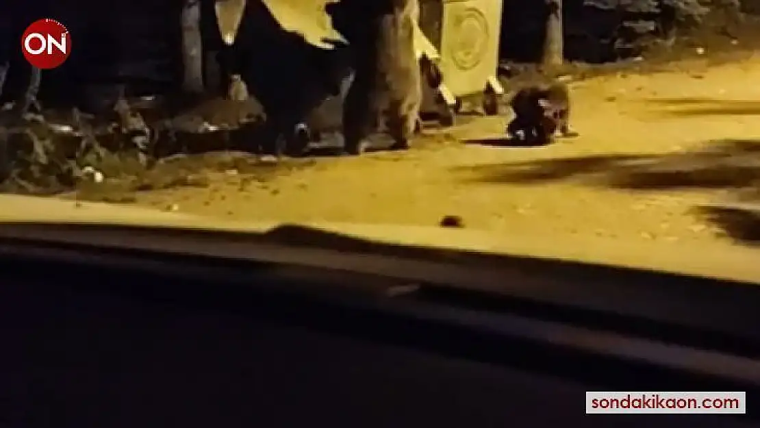 Ayının saldırısına uğradı, yüzüne ışık tuttu... Uludağ'da turistin korku dolu anları