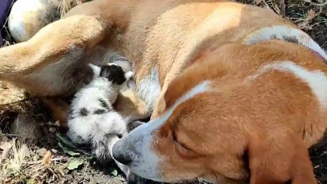 Ayvacık'ta annesinin terk ettiği yavru kediye, köpek annelik yapıyor