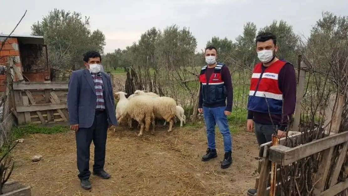 Ayvacık'ta çalınan 6 koyun jandarma ekiplerince bulundu